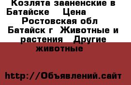 Козлята зааненские в Батайске. › Цена ­ 1 500 - Ростовская обл., Батайск г. Животные и растения » Другие животные   